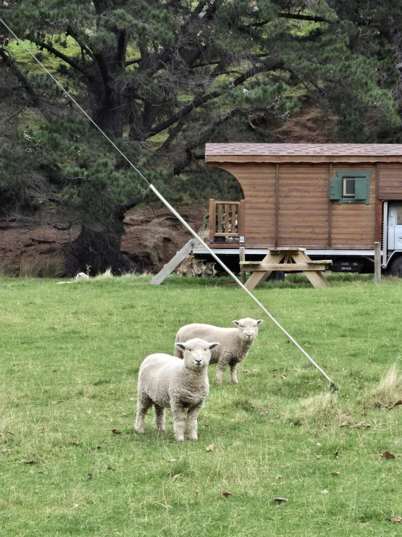 Two sheep grazing beside a wooden Pōhatu farm-stay cabin under trees